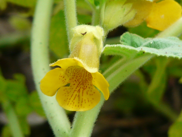 京都府立植物園　その１（正門花壇）_e0145782_15283565.jpg