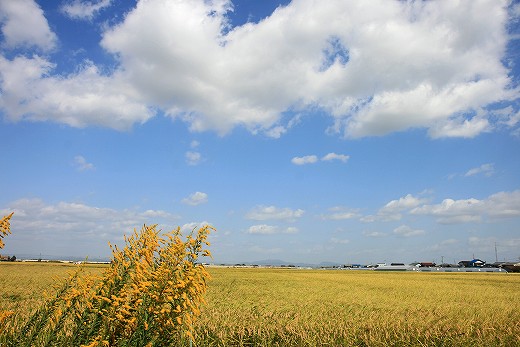 e0190885_19411038.jpg
