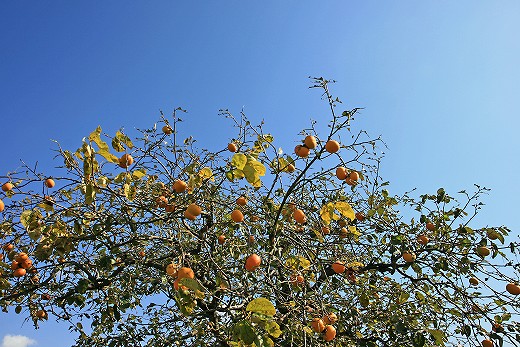 e0190885_1942043.jpg