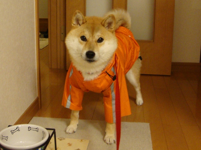 雨ニモマケズ 風ニモマケズ_a0126590_23235048.jpg
