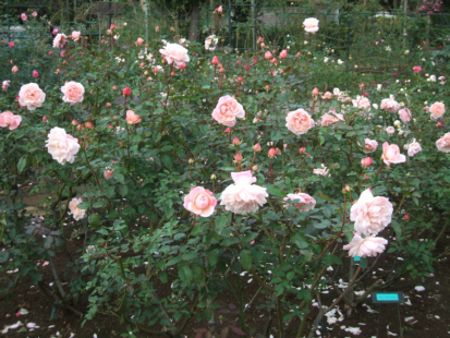 d0099791_13291942.jpg
