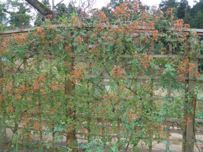 d0099791_13311487.jpg