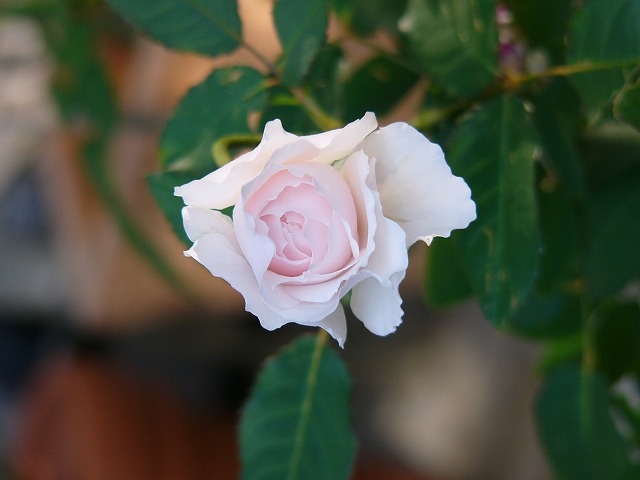 a0123003_12254786.jpg