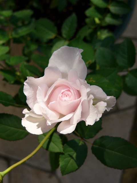 a0123003_1226082.jpg