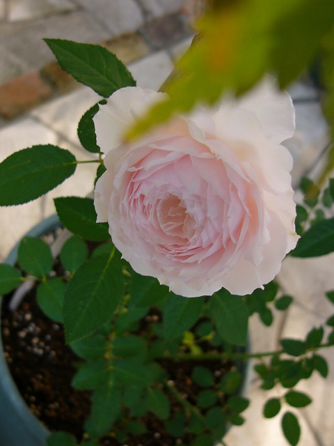 a0123003_12315394.jpg
