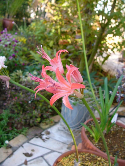 a0123003_12445447.jpg