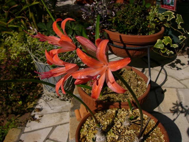 a0123003_1246334.jpg