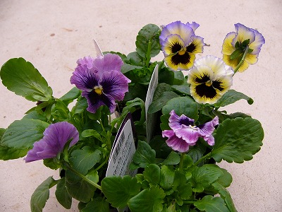 a0123003_1304840.jpg