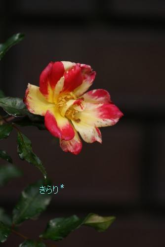 f0170524_1551571.jpg