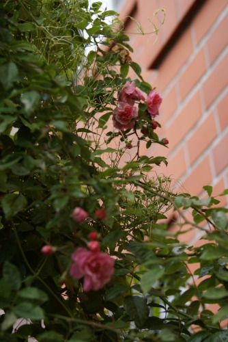 f0170524_1623271.jpg