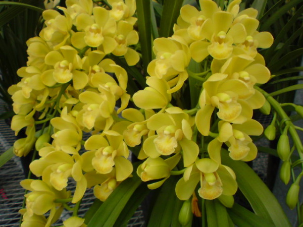 シンビジウムの花はどこに向いて咲く?_a0118539_221144.jpg