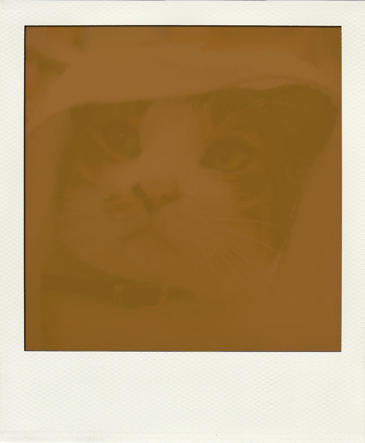 Polaroid SLR 680 : COMPLEX CAT Polaroid SLR 680 : COMPLEX CAT