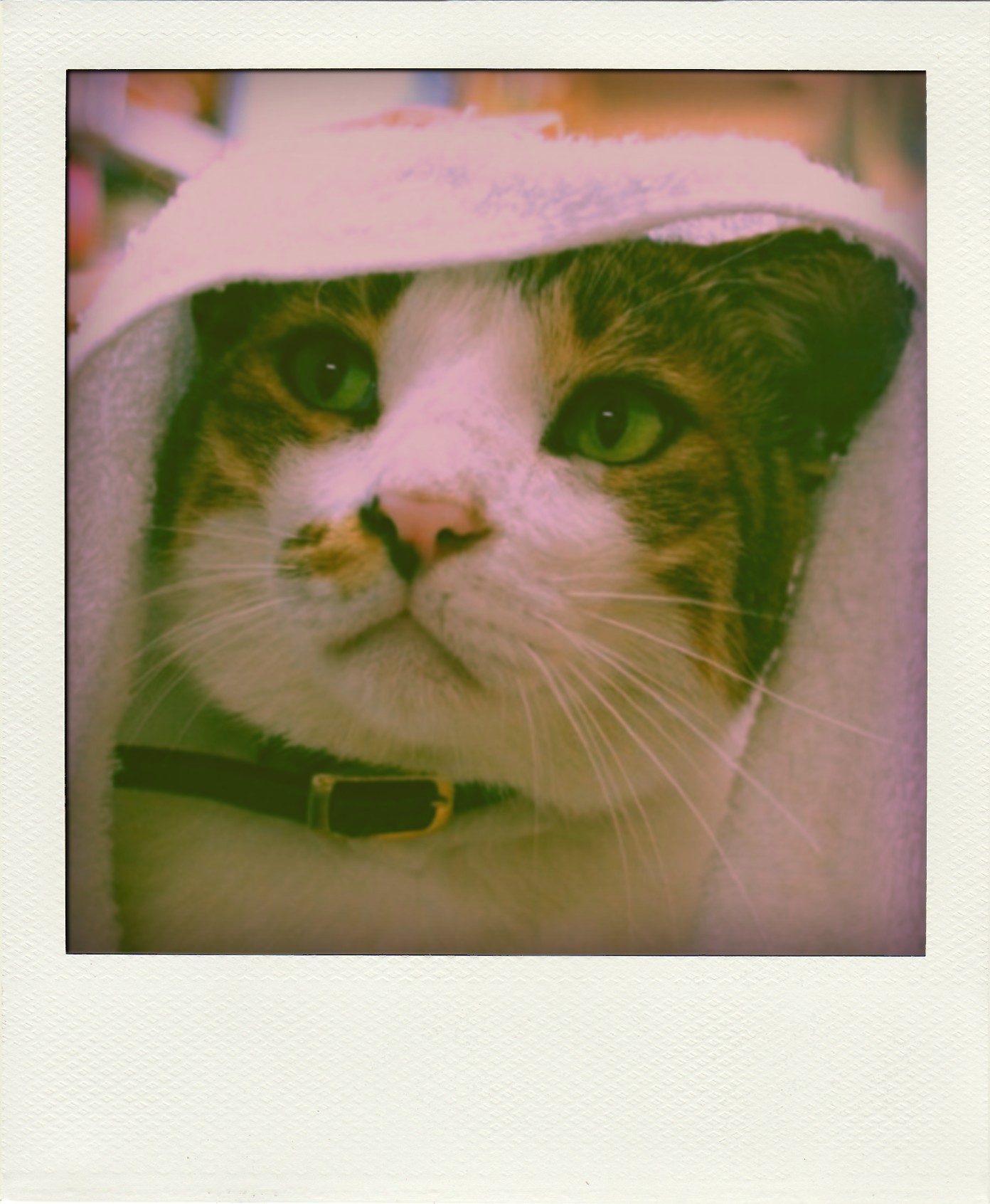 Polaroid SLR 680 : COMPLEX CAT Polaroid SLR 680 : COMPLEX CAT