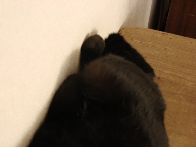 ねこ_b0176241_110175.jpg