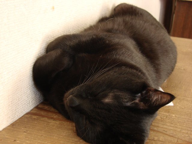 ねこ_b0176241_1103115.jpg