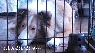 ママのくつした_e0195743_918854.jpg