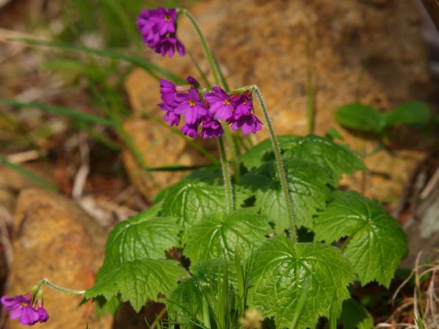 北海道遠征７ アポイ岳の花 蝶の玉手箱