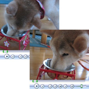 サイは幸せなわんこ_c0049950_20283212.jpg