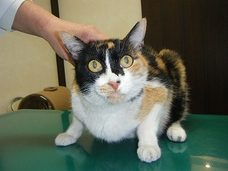 水素のチカラ_b0059154_13403335.jpg