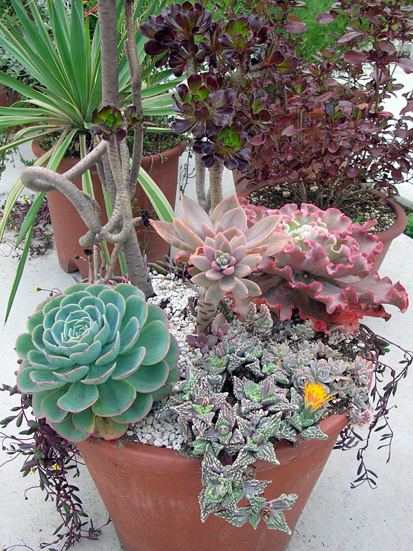 乙庭お出迎え的多肉寄せ植え フォーカリア 荒波 など Acid Nature 乙庭 乙庭お出迎え的多肉寄せ植え フォーカリア 荒波 など Acid Nature 乙庭