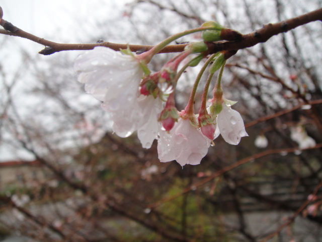 雨の中ですが_f0137275_433382.jpg