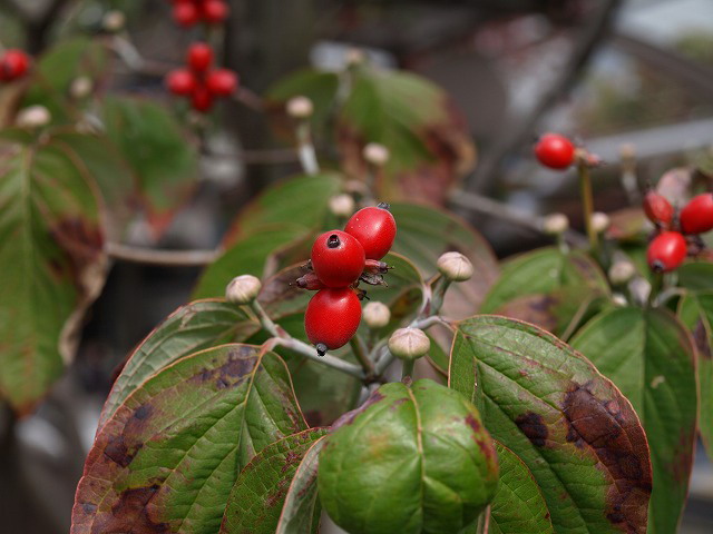d0054276_19314078.jpg