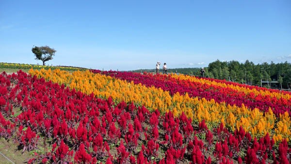 北海道の続き☆オロロンラインから美瑛・旭川_e0133780_1851278.jpg