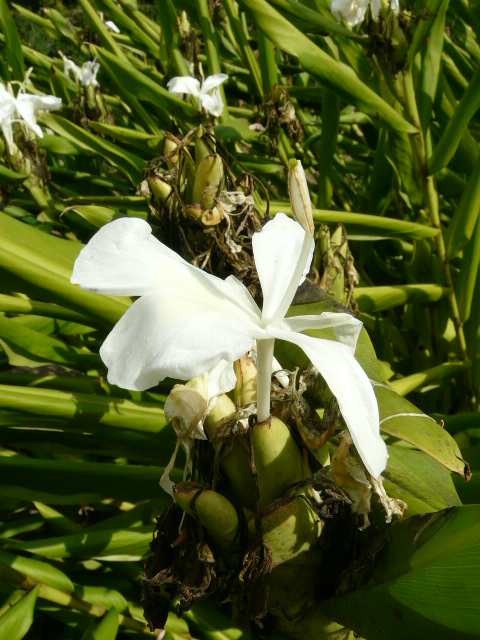 京都府立植物園　その２（宿根草・有用植物園）_e0145782_16581822.jpg