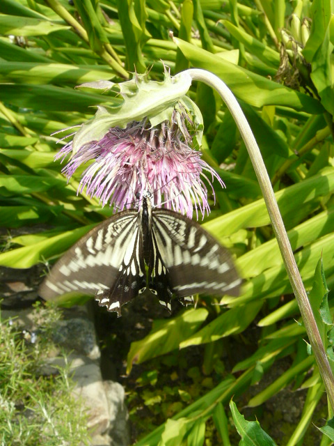 京都府立植物園　その２（宿根草・有用植物園）_e0145782_16584345.jpg