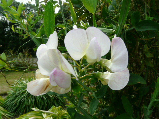 京都府立植物園　その２（宿根草・有用植物園）_e0145782_1726100.jpg