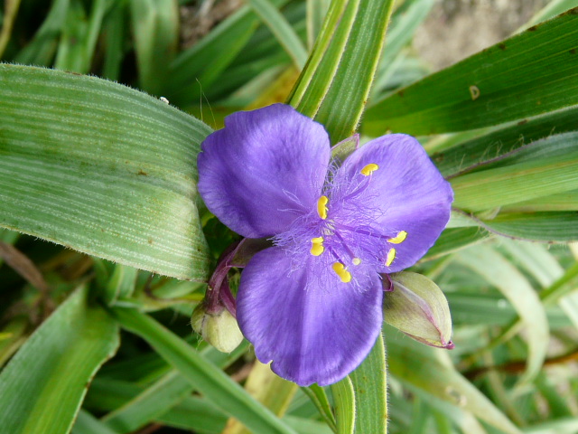 京都府立植物園　その２（宿根草・有用植物園）_e0145782_173305.jpg