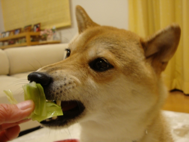 Vegetable  dog_a0126590_22224018.jpg