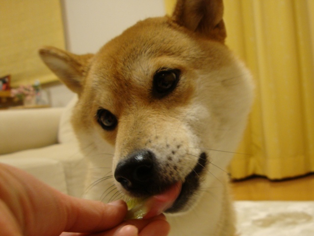 Vegetable  dog_a0126590_22234864.jpg