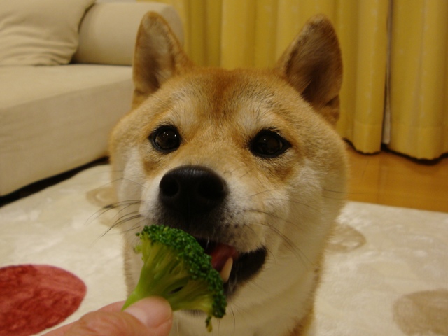 Vegetable  dog_a0126590_22235817.jpg