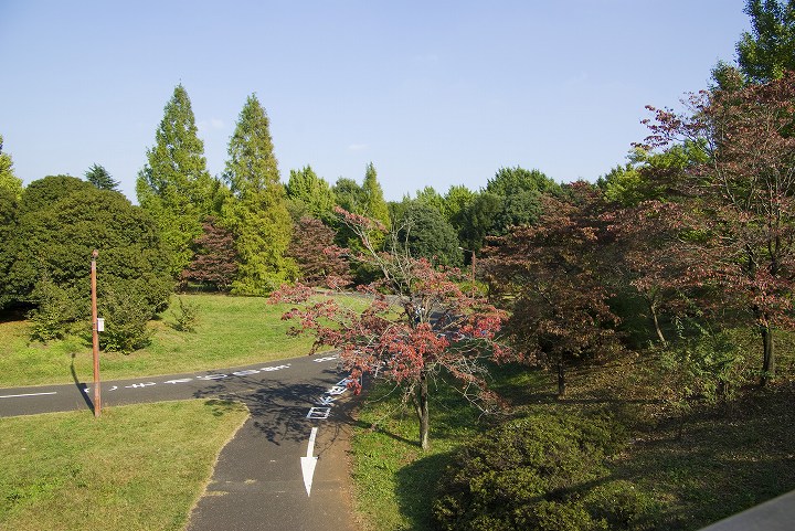 10月18日東京 立川昭和記念公園にて2_f0125990_9224831.jpg