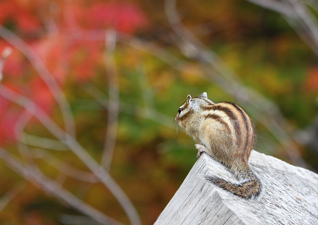 紅葉とエゾシマリス_c0113597_1527029.jpg