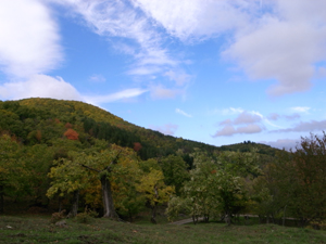 栗の村で栗山見学_f0106597_1554818.jpg