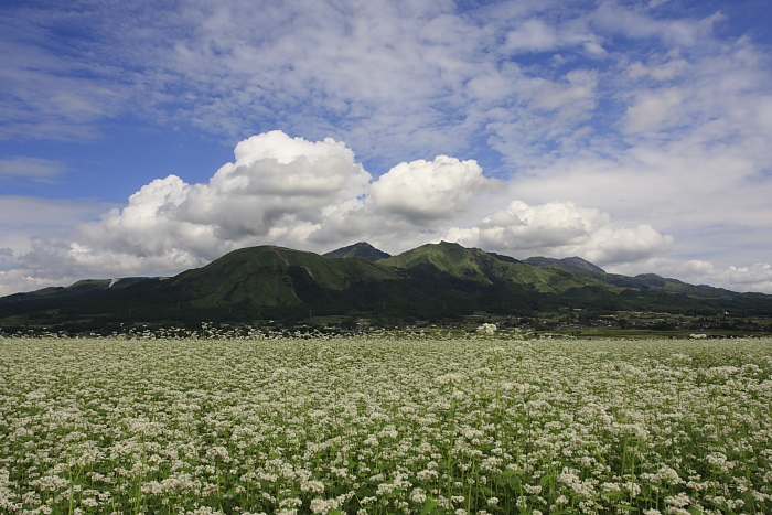 蕎麦の花_e0135098_022887.jpg