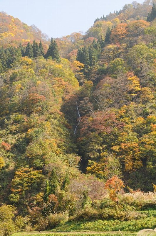 豊葦の森　紅葉_e0087201_22225671.jpg