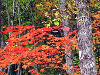 2009 ランドスケ－プ同窓会 (飛騨高山)_d0023103_1443332.jpg