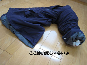 e0195115_9564977.jpg