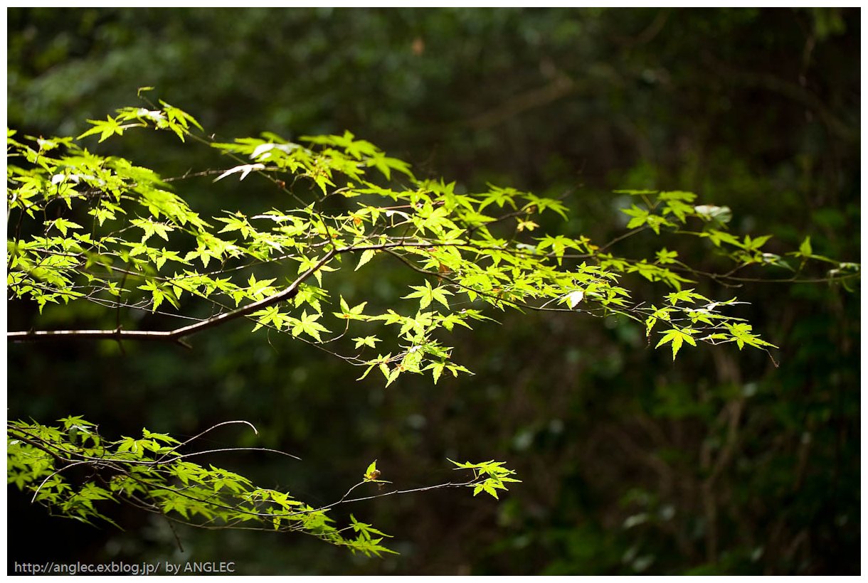 もうすぐ紅葉 in outaki-keikoku no.4_c0097723_21143634.jpg