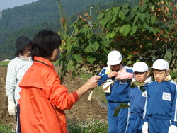 服間小学校の子供達が大豆の収穫をしました_e0061225_13451674.jpg
