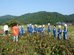 服間小学校の子供達が大豆の収穫をしました_e0061225_1345353.jpg