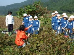 服間小学校の子供達が大豆の収穫をしました_e0061225_13454717.jpg