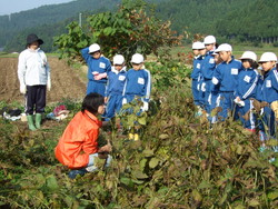 服間小学校の子供達が大豆の収穫をしました_e0061225_13455692.jpg