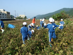 服間小学校の子供達が大豆の収穫をしました_e0061225_1351456.jpg