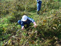 服間小学校の子供達が大豆の収穫をしました_e0061225_13522460.jpg