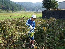 服間小学校の子供達が大豆の収穫をしました_e0061225_13533491.jpg