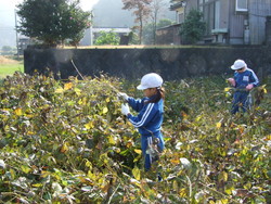 服間小学校の子供達が大豆の収穫をしました_e0061225_1356159.jpg